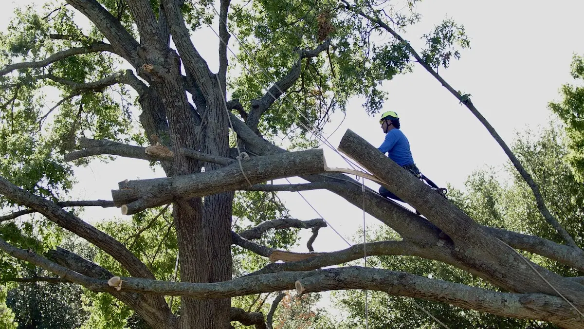 Professional Hazardous Tree Removal performed by certified arborists in Landrum